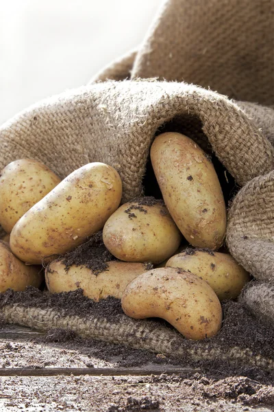 Batatas 2 — Fotografia de Stock