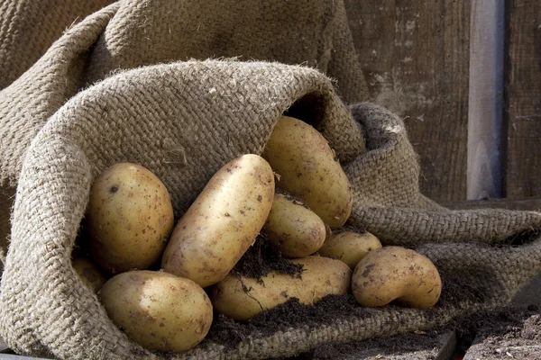 Potatoes 3 — Stock Photo, Image