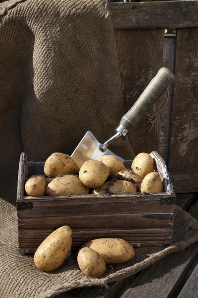 Patatas 6 — Foto de Stock