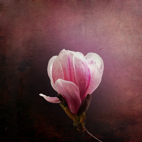 Sztuka magnolia — Zdjęcie stockowe