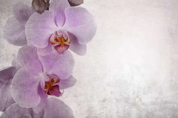 Vintage orkide — Stok fotoğraf