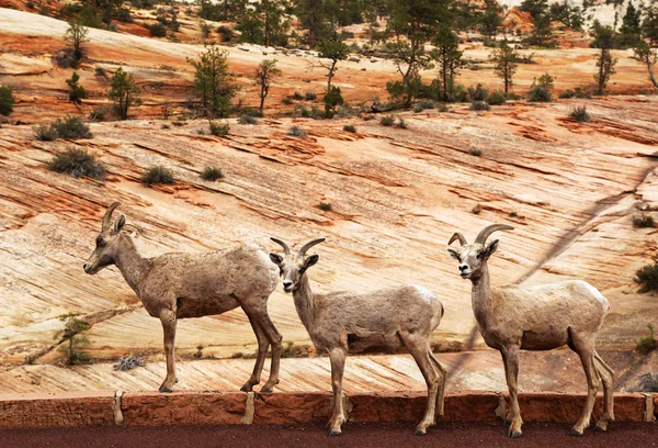Сионские козы — стоковое фото