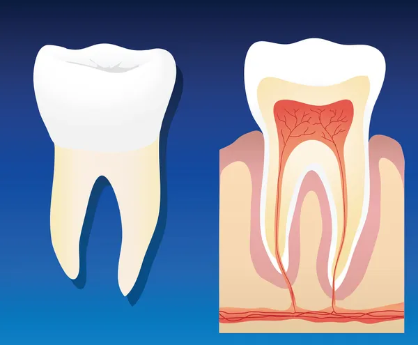 健康牙齿 — 图库矢量图片