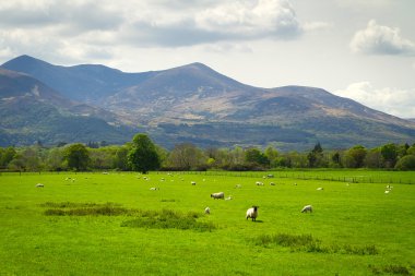 Sheep and rams in Killarney mountains clipart