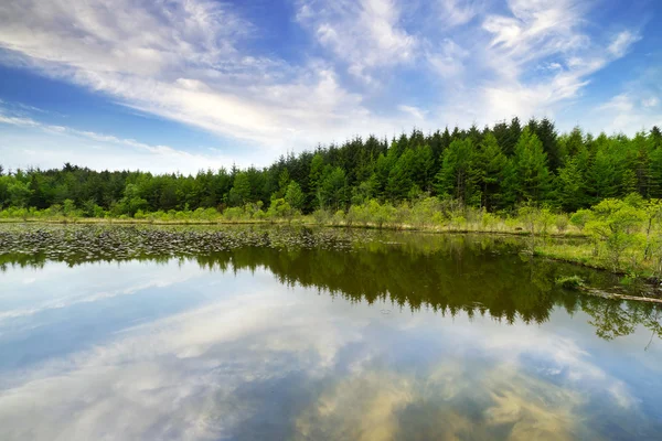 Bella foresta irlandese al lago — Foto Stock