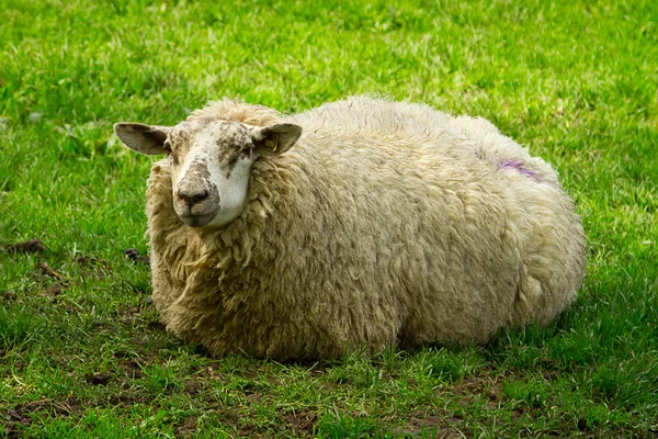 Ирландские овцы — стоковое фото