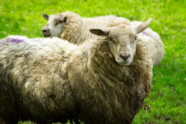 Irish sheeps — Stock Photo, Image