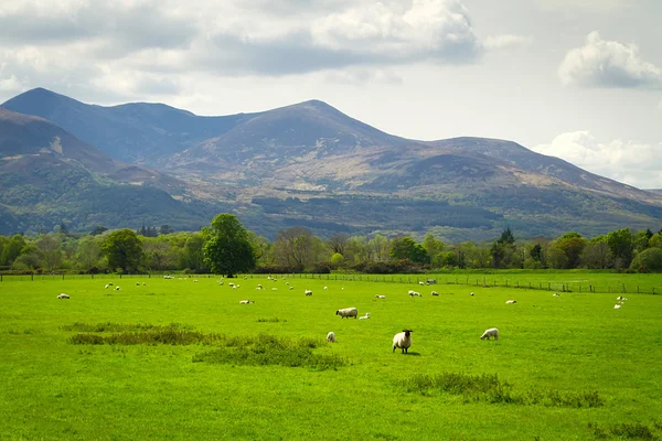 Sheep and rams in Killarney mountains — Stock Photo, Image