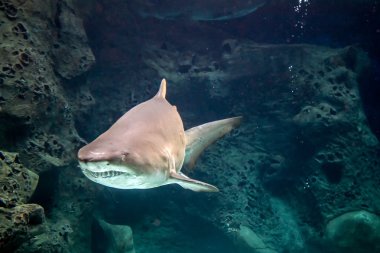 Sualtı köpekbalığı