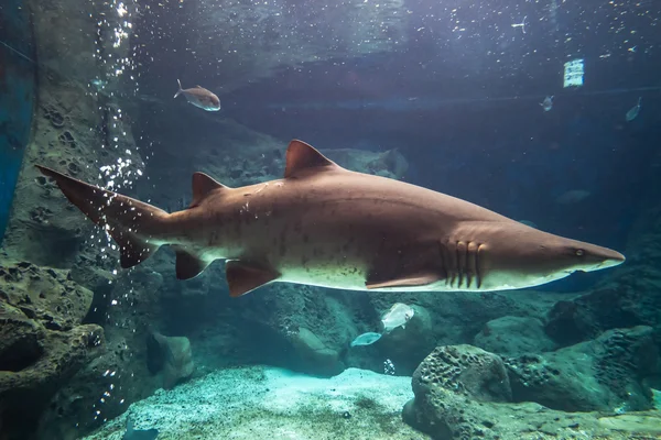 Žralok pod vodou — Stock fotografie