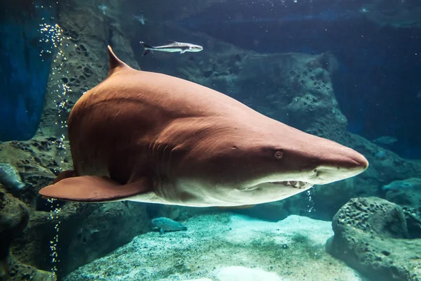 サメ水中 — ストック写真