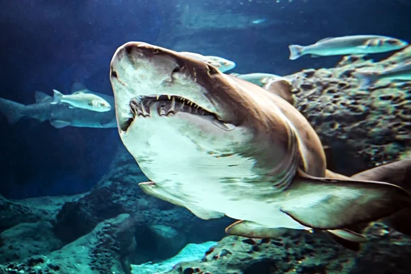 Tubarão subaquático — Fotografia de Stock
