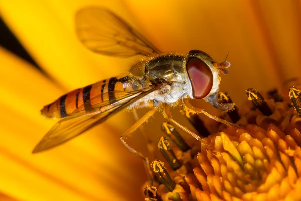 Hoverfly en flor — Foto de Stock