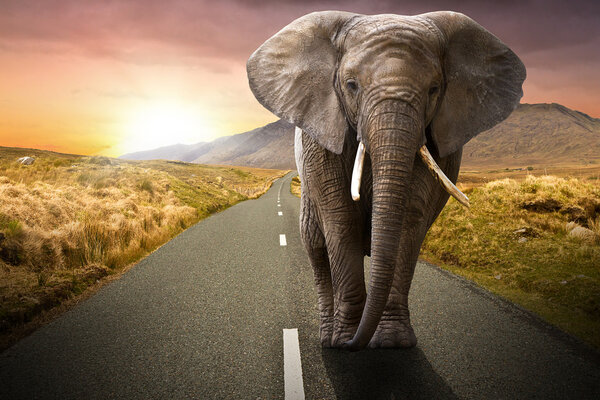 Слон идет по дороге
