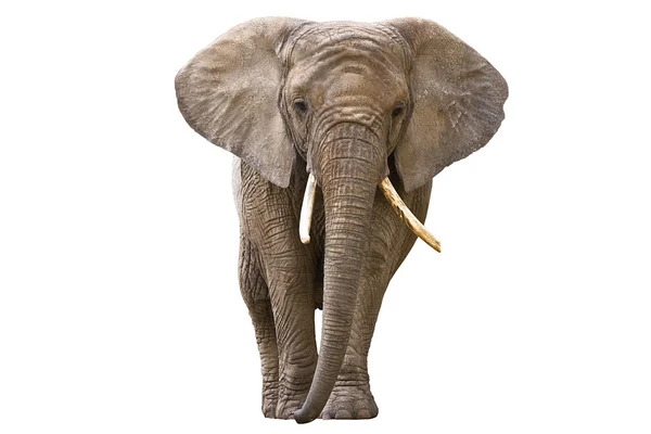 Ελέφαντας απομονωμένος σε λευκό Εικόνα Αρχείου