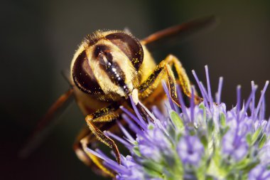 Hoverfly on flower clipart