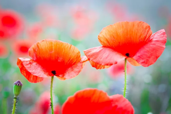 Flores de amapola de flor — Foto de Stock