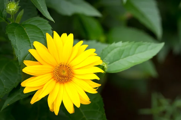 Flor amarilla gerber —  Fotos de Stock