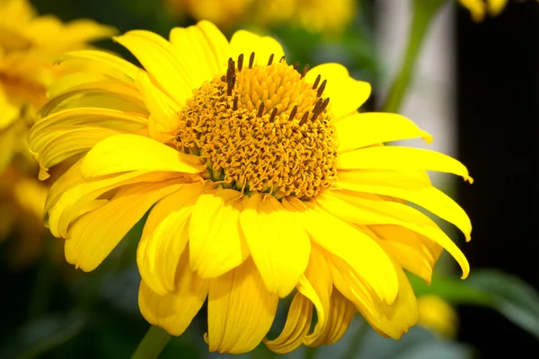 Yellow Gerber flower — Stock Photo, Image