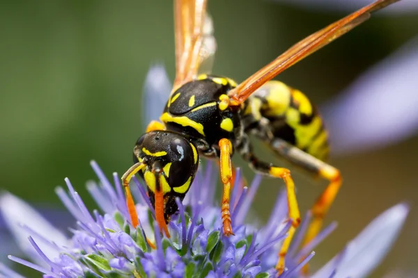 Wasp on flower — Stock Photo, Image