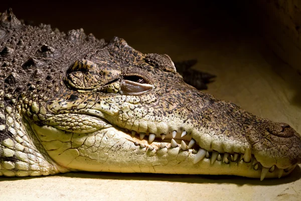 Amerikanisches Alligator-Porträt — Stockfoto