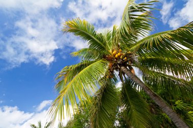 Caribische palmbomen