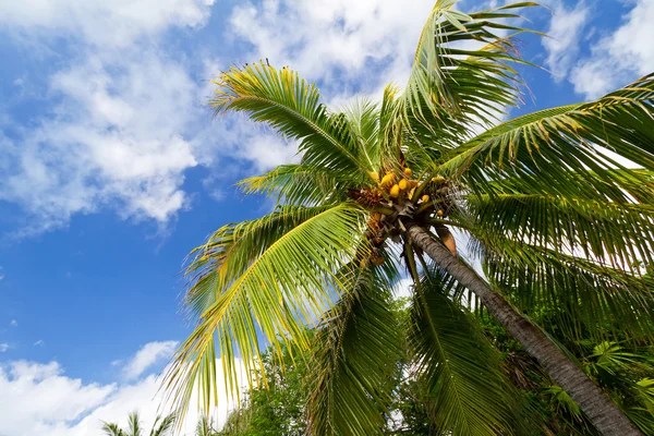 Caribische palmbomen — Stok fotoğraf