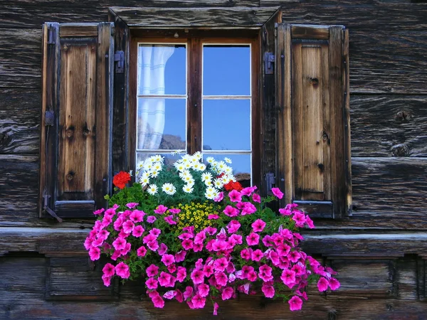 Окно цветов — стоковое фото
