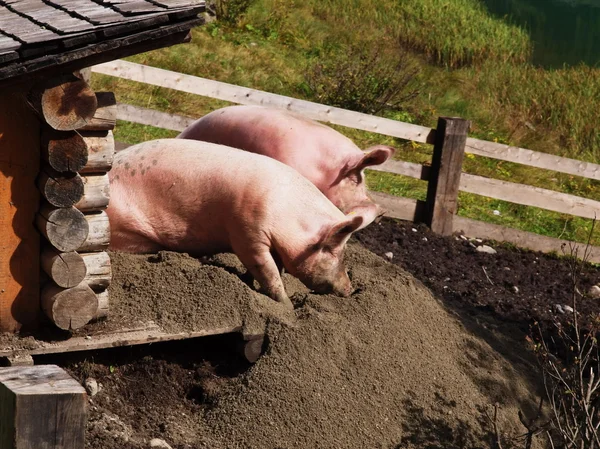 stock image Two pigs