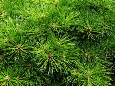 Pines needles clipart