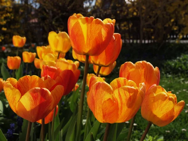 Kvést tulipány — Stock fotografie
