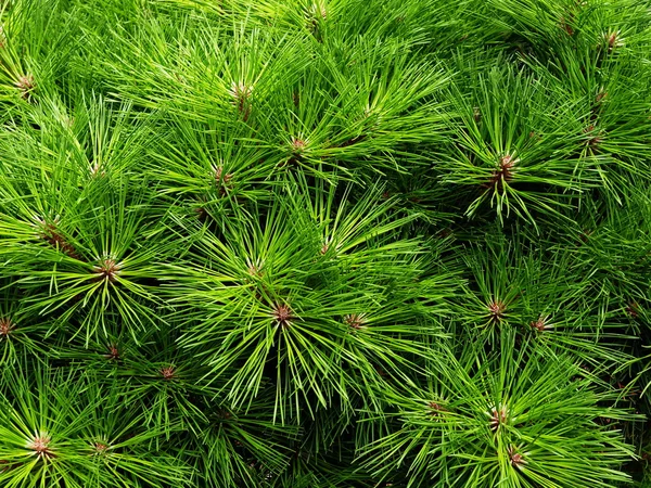 Pines nålar — Stockfoto
