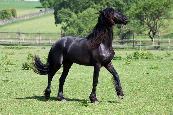 Negro friesian caballo jugar en el prado — Foto de Stock