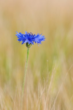 Cornflower in the field composition clipart