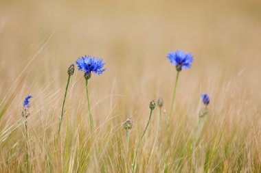 Blue cornflowers in the field clipart