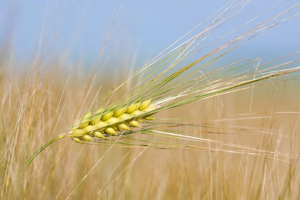 Крупный план пшеничной соломы в летний день в поле — стоковое фото