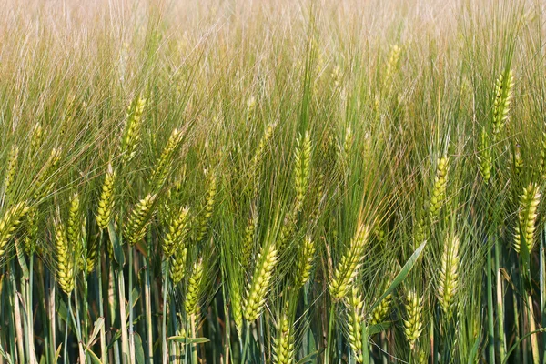 Palhas de trigo em um dia de primavera no campo — Fotografia de Stock