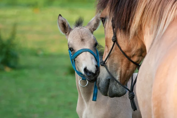 Mare and her foal — Stock Photo, Image