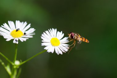 Macro of Wasp on daisies clipart