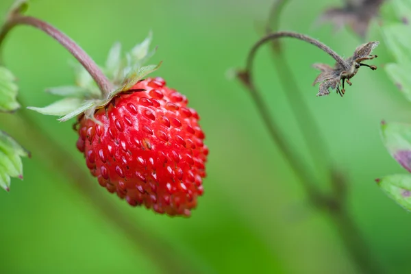 Closeup of ripe wild strawberry hanging on stem on a meadow. — Stock Photo, Image