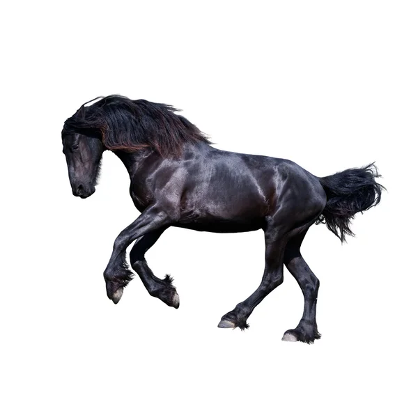 黒フリージアン馬のギャロップ — ストック写真