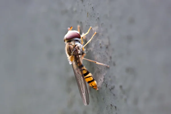 Wasp makro — Stok fotoğraf