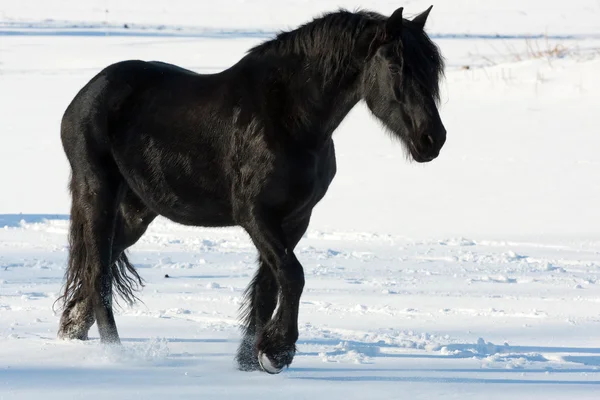 Czarny koń w zimie — Zdjęcie stockowe