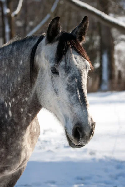 Vit häst på vintern — Stockfoto