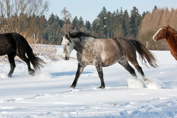 Herde laufender Pferde — Stockfoto