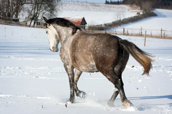 Cavalo branco corre galope — Fotografia de Stock