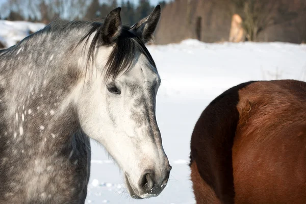 Mandria di cavalli — Foto Stock