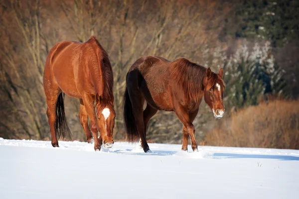 Manada de cavalos — Fotografia de Stock