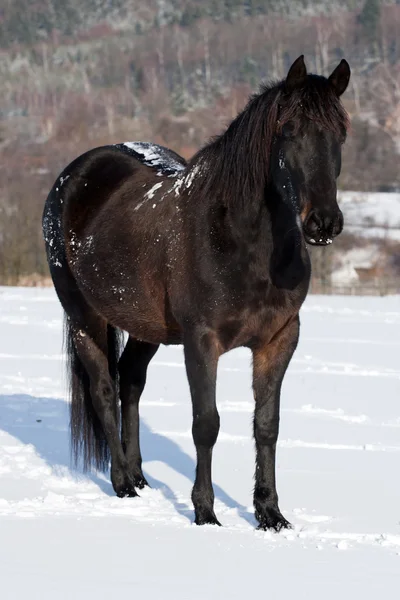 Svart häst — Stockfoto