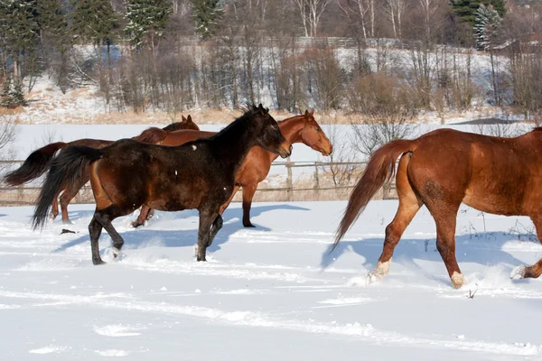 Besättningen med att köra hästar — Stockfoto